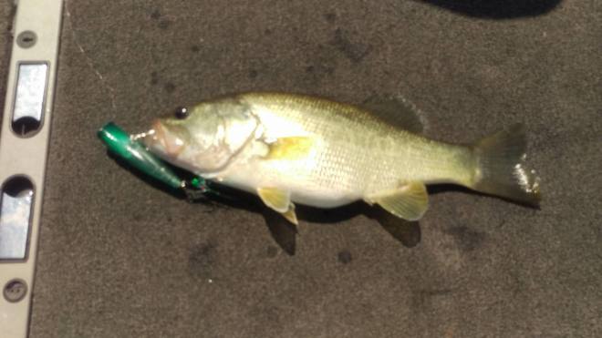 13902165_10206101848819850_701849595_o