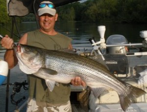 Striper
