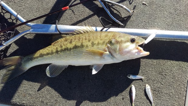 Fishing the Winter Spoon&nbsp;Phase